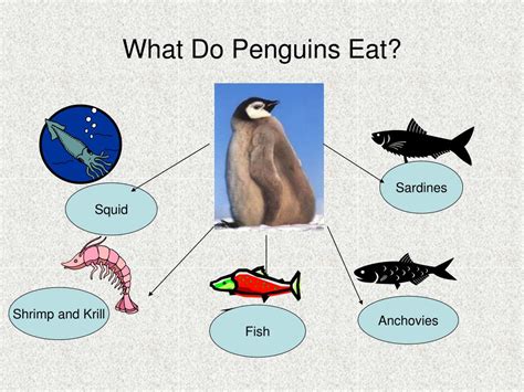 What Type Of Fish Do Penguins Eat