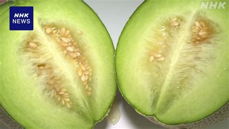 [HIGHLIGHTS] Ibaraki Hokota begins shipping of specialty spring melons, the largest producer of ...