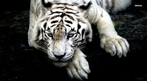 White Tiger Roar Wallpaper | Wallpapers Gallery