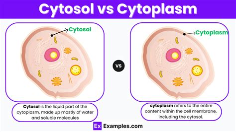 Cytosol vs Cytoplasm - Differences Explained with Example