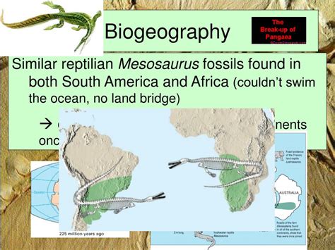 PPT - Evidence of Evolution PowerPoint Presentation, free download - ID:6099202