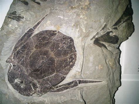 Bothriolepis Tail? - Fossil ID - The Fossil Forum