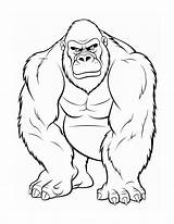 Gorilla Coloring Page sketch template