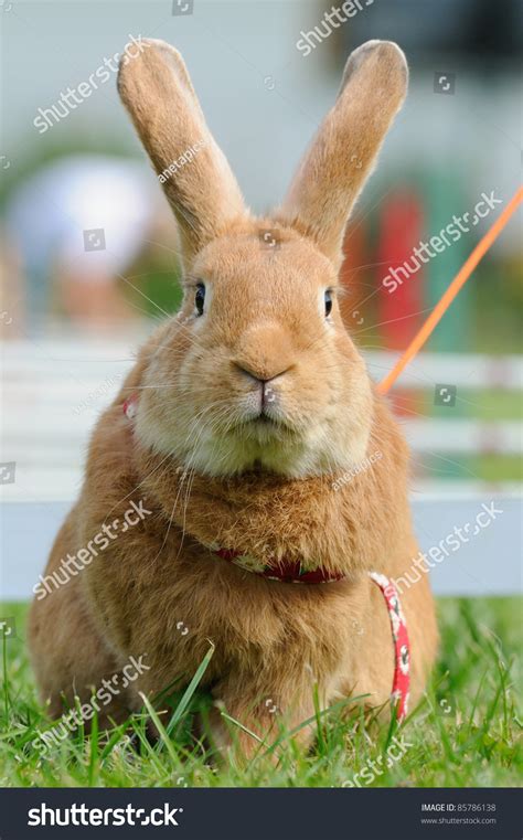 Rabbits Jump Competition Rabbit-hop Rabbit Hop Stock Photo 85786138 | Shutterstock