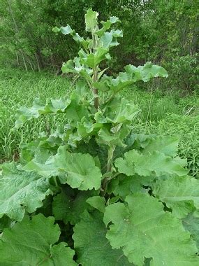 Burdock: Pictures, Flowers, Leaves & Identification | Arctium Spp.