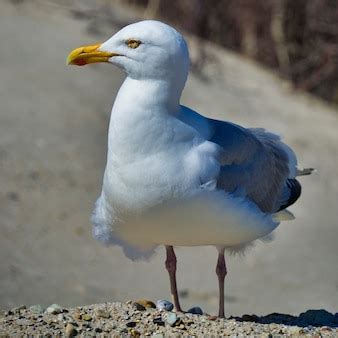 Premium Photo | Close up of an european herring gull