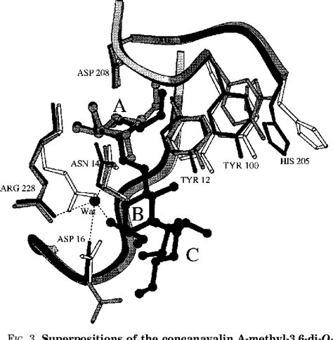 A Structure of the Complex between Concanavalin A and Methyl-3,6-di-O ...