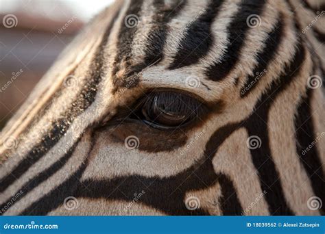 Close-up of zebra eye stock photo. Image of texture, skin - 18039562