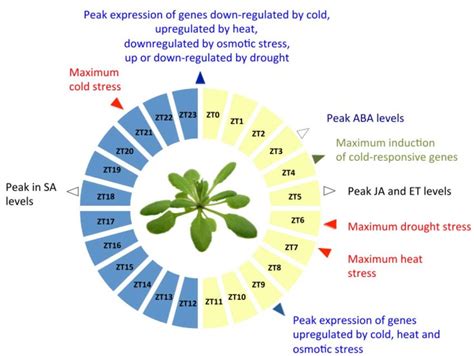 Timing of abiotic stress responses across the day-night cycle. The... | Download Scientific Diagram