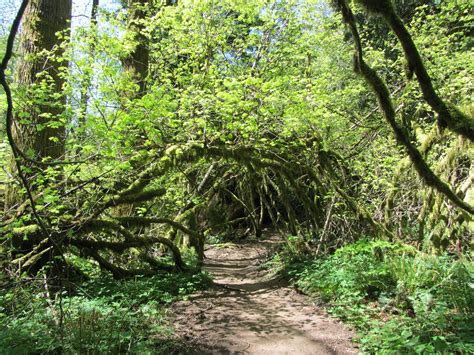 Hiking Around Washington: Tiger Mountain Trail - North