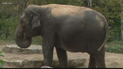 stl zoo | Rani the elephant expecting in summer 2020 | ksdk.com