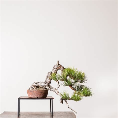 ponderosa pine no. 32 | Bonsai Mirai