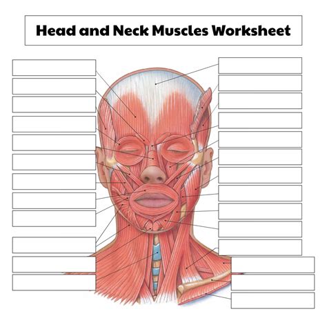 College Anatomy Worksheets Muscles - 10 Free PDF Printables ...