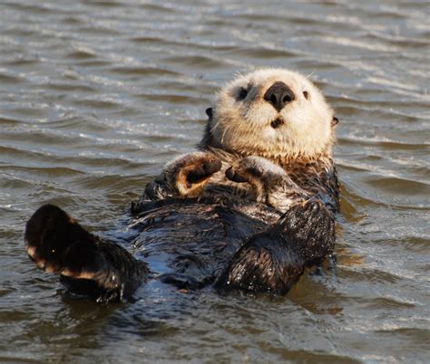 Amazing Sea Otter - Sea Otter Facts, Photos, Information, Habitats, News | Most Unbelievable ...