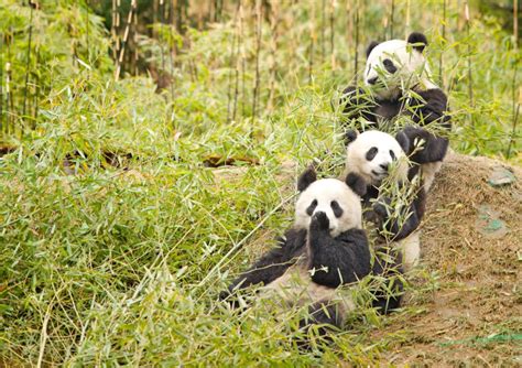 Two 'obese' pandas put on weight-loss diet in Taipei zoo | IBTimes UK