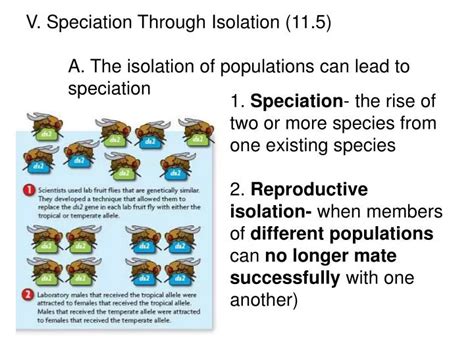 PPT - V. Speciation Through Isolation (11.5) A. The isolation of ...