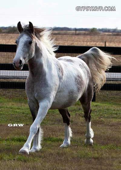 Gray Paint Horse