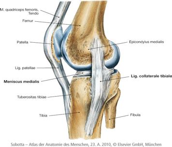 Trochlear Knee