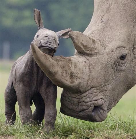 Cute baby rhino and mother | Cute Rhinos & Cartoons | Pinterest | Cute babies, Mothers and Babies