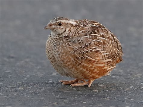 Harlequin Quail - eBird