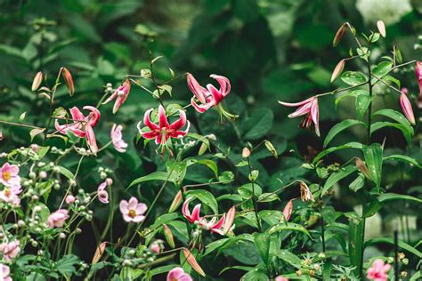 How to Grow and Care for 'Stargazer' Lily