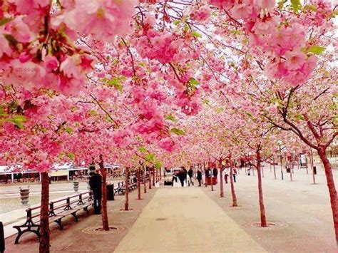 Cherry-Blossom-Walk-Sakura-Japan