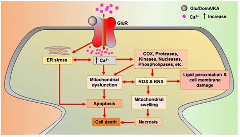 Frontiers | Neurotoxic Agent-Induced Injury in Neurodegenerative Disease Model: Focus on ...