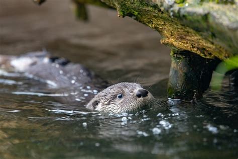 River Otter Pups Take Their Swim Lessons Outside