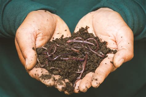 5 Best Worms For Composting Ranked | Will It Compost