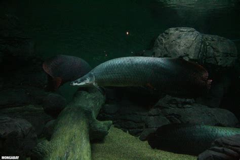 Arapaima gigas at the Shanghai aquarium