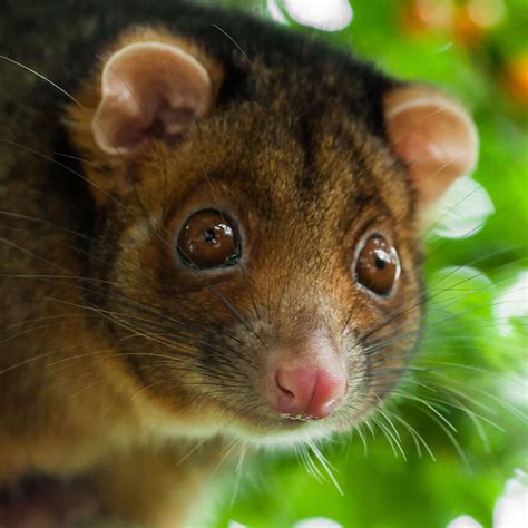 Everything You Need to Know About Possums in Australia | FPC