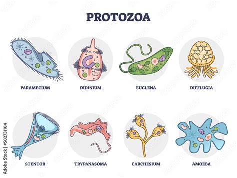 Protozoa division collection as single cell eukaryote biological outline set. Labeled ...