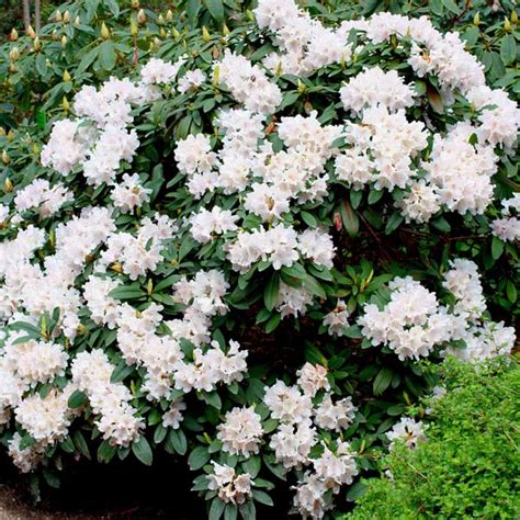 White Rhododendrons for Sale – FastGrowingTrees.com