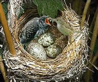 Cuckoo - Indian Cuckoos are medium sized, solitary and shy bird.