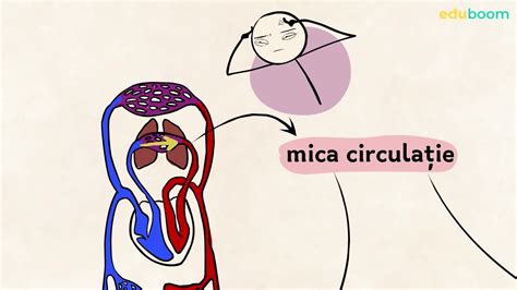 Circulația sângelui prin vase. Biologie clasa a 10-a