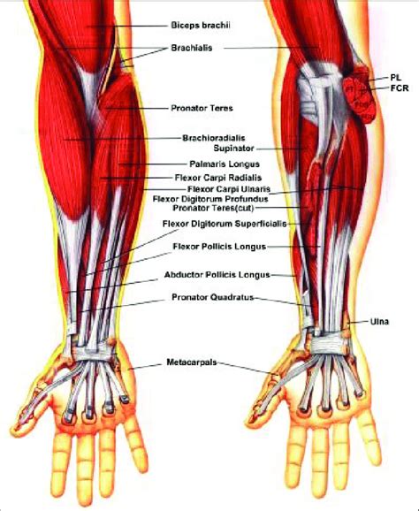 The muscles of the forearm. Download Scientific Diagram - DaftSex HD