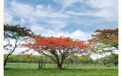 Cocobolo Tree Farm | Royal Poinciana, Flamboyant