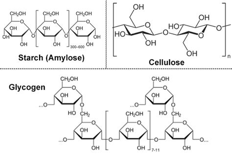 Carbohydrate: Structure, Functions and Types - Microbiology Notes