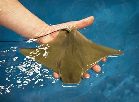 Baby Stingrays Born at Turtle Back Zoo; Facebook Fans Invited to Suggest Names | Baby stingray ...