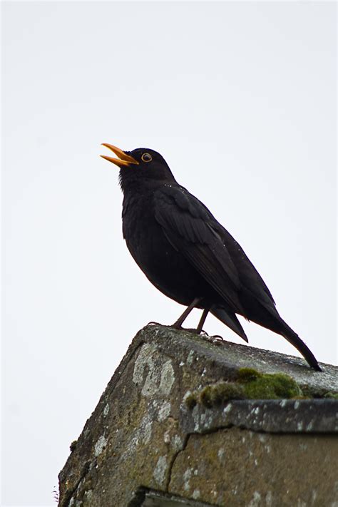 Blackbird - Singing in the Rain