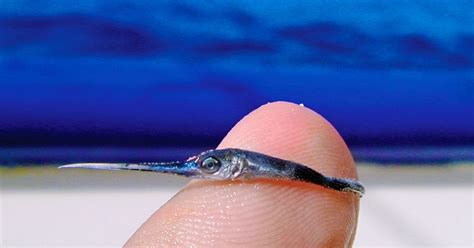 Marine Biologist Shows What A Baby Swordfish Looks Like | Amazing ...