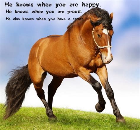 Sweet Horse Quotes. QuotesGram