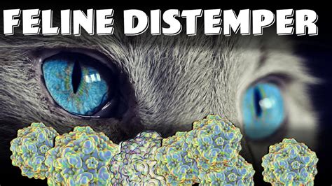 Feline Panleukopenia Virus known as Feline Distemper | vaccine ...