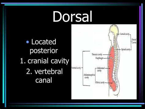 PPT - Body regions PowerPoint Presentation, free download - ID:5918064