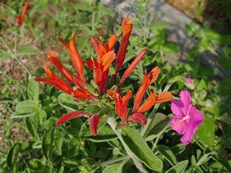 PlantFiles Pictures: Dicliptera Species, Hummingbird Plant, Uruguayan Firecracker Plant ...