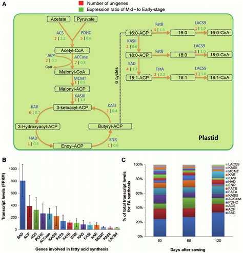 Transcript levels of enzymes of fatty acid synthesis. (A) Schematic ...