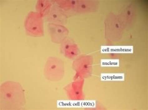 Cells and DNA Lesson | HubPages