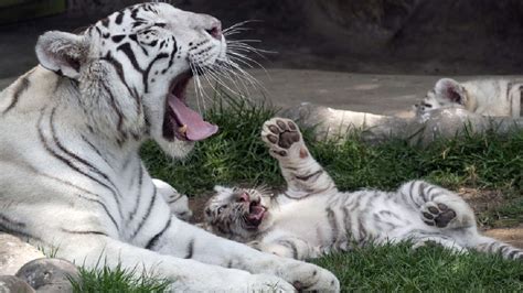 Tigres de Bengala bebés encandilan a visitantes del zoológico de Huachipa [Fotos y video] | RPP ...