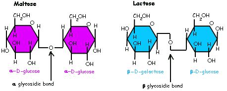 carbohydrates - What types of glycosidic bonds are in oligosaccharides ...