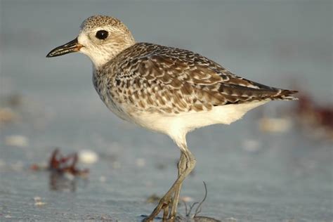 Grey Plover - BirdWatch Ireland